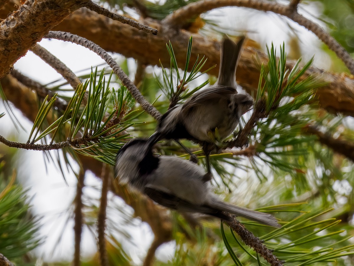 bergmeis - ML620614920