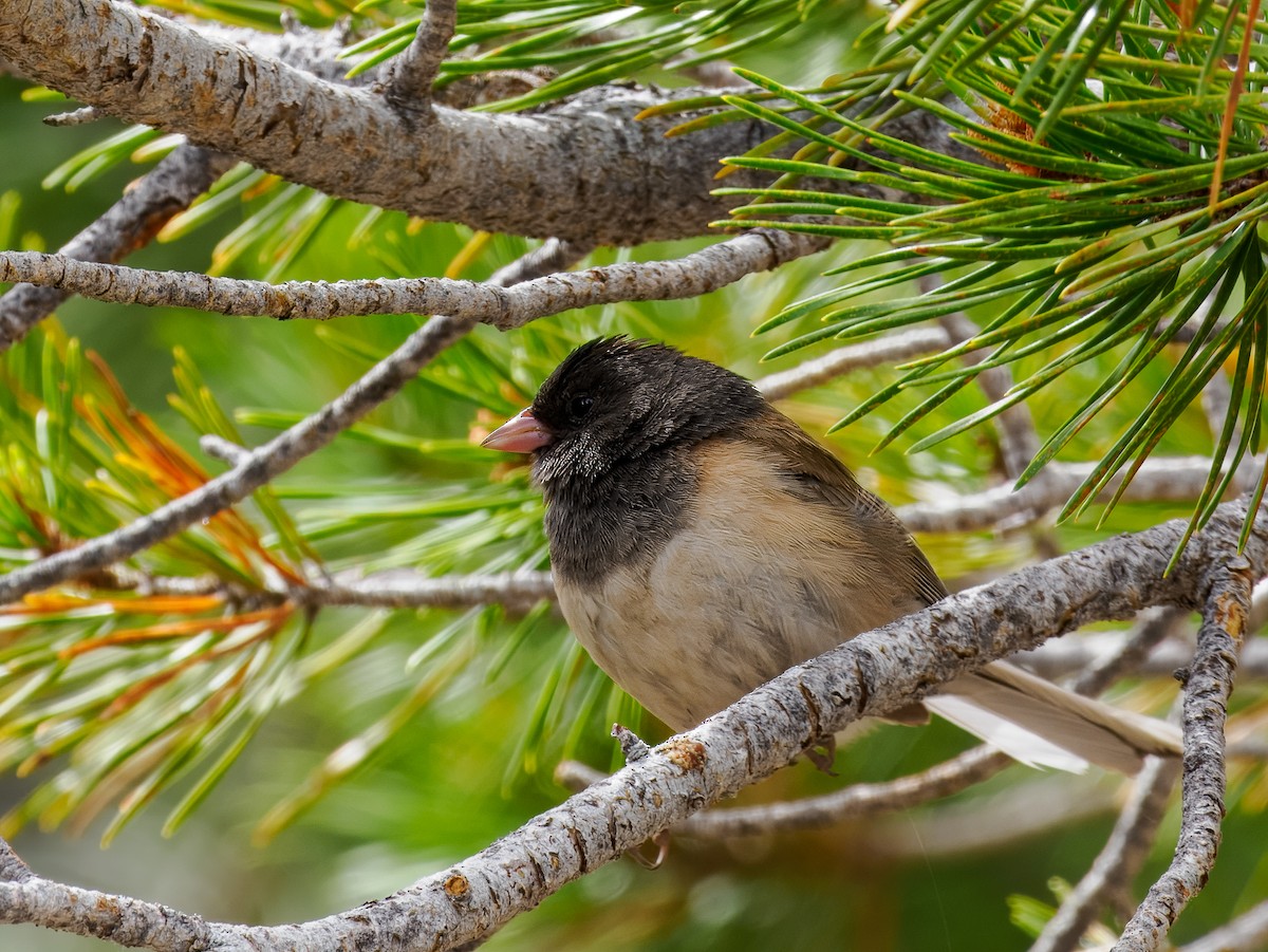 Dark-eyed Junco - ML620614928