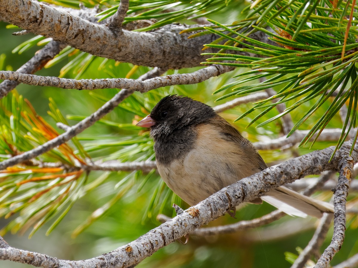 vinterjunko (oreganus gr.) - ML620614928