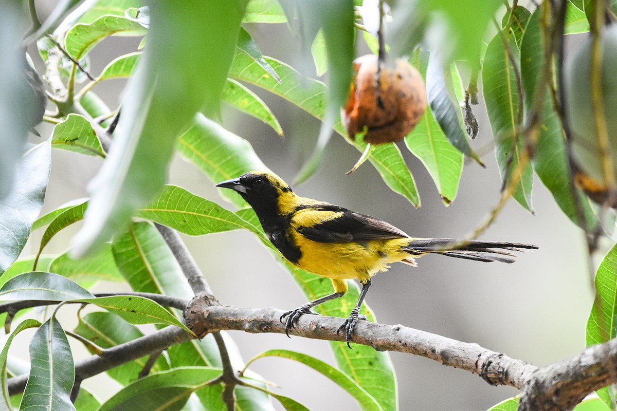 Black-cowled Oriole - ML620614929