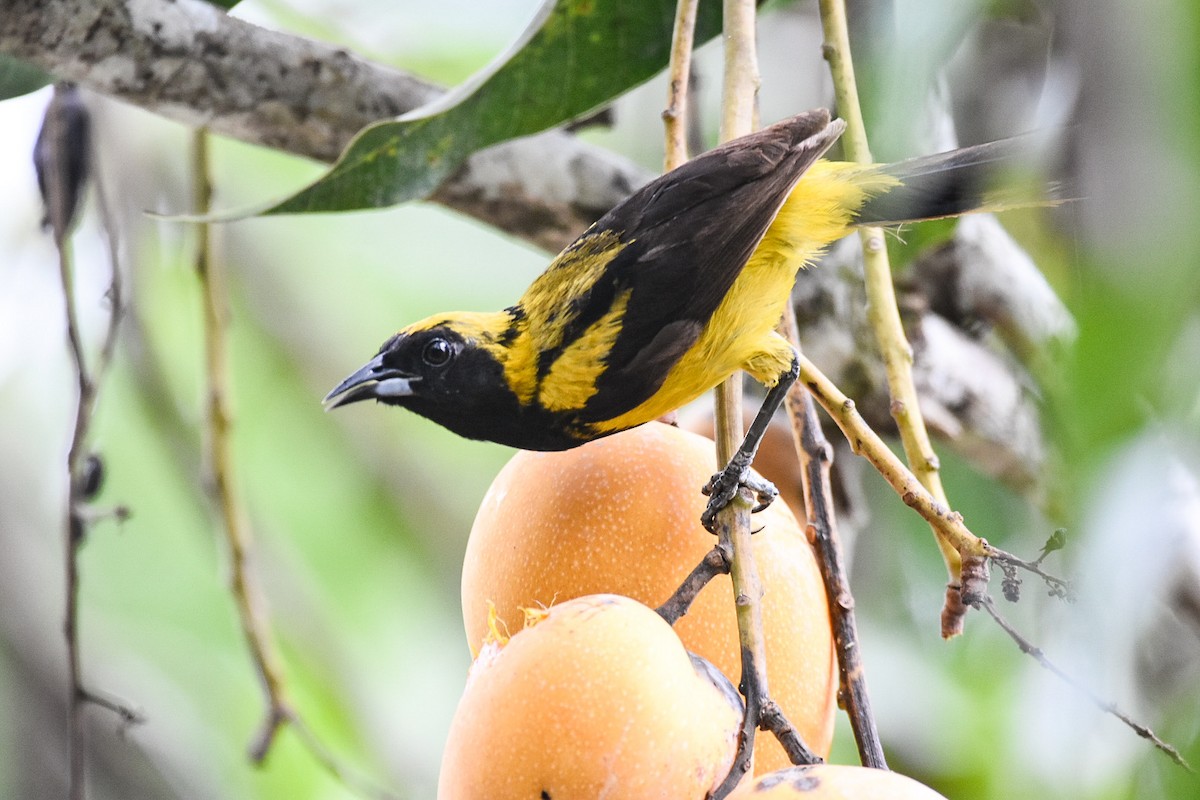 Black-cowled Oriole - ML620614932