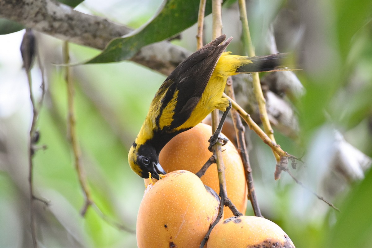 Black-cowled Oriole - ML620614934