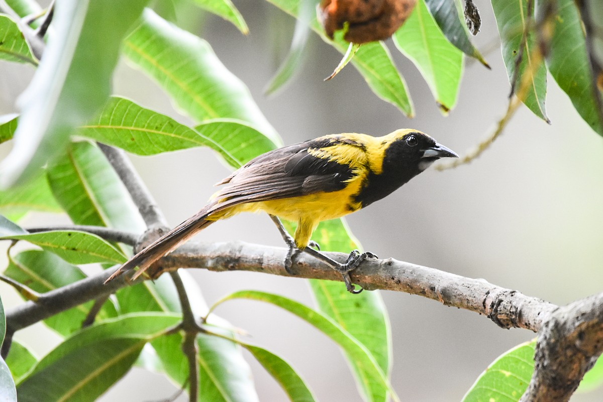 Black-cowled Oriole - ML620614935