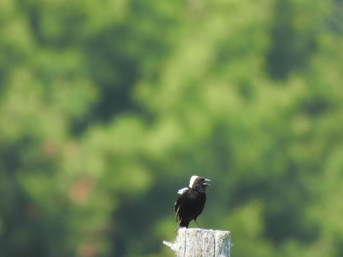 bobolink americký - ML620614939