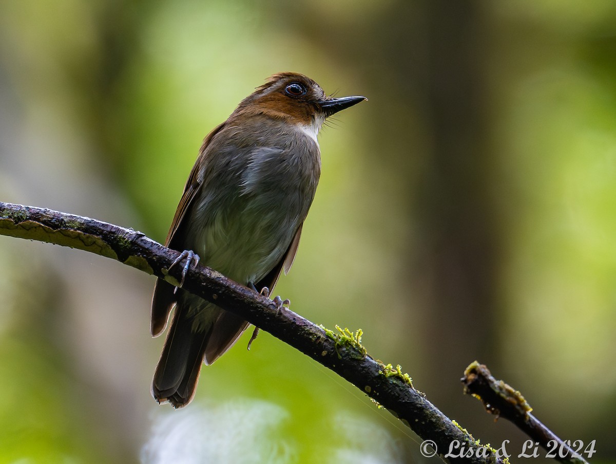 Eyebrowed Jungle Flycatcher - ML620614945