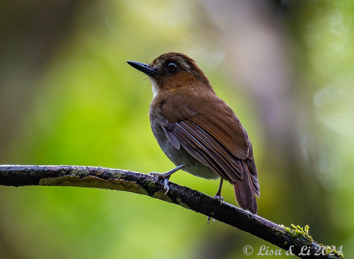 Eyebrowed Jungle Flycatcher - ML620614946