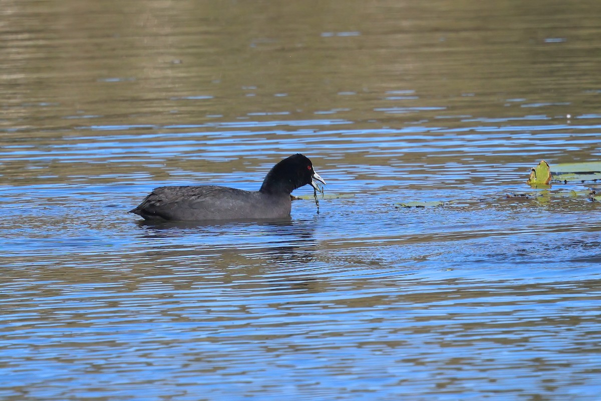 Eurasian Coot - ML620614949