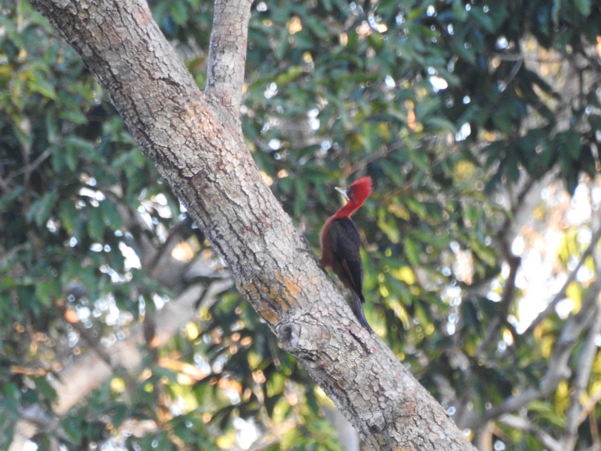 Red-necked Woodpecker - ML620614953