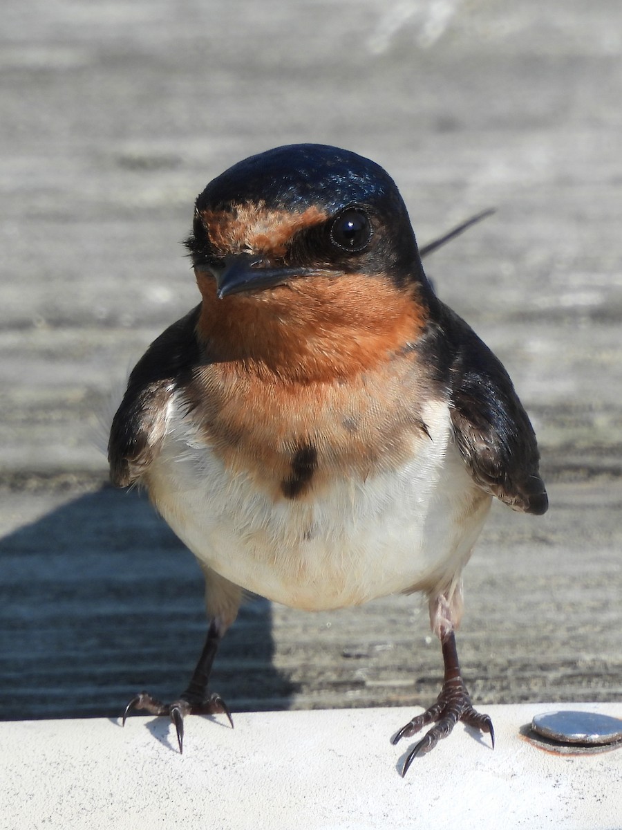 Barn Swallow - ML620614954