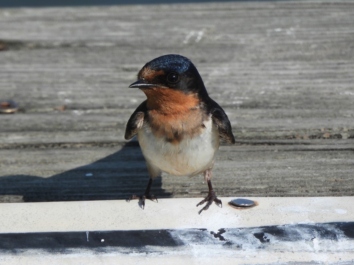 Barn Swallow - ML620614957