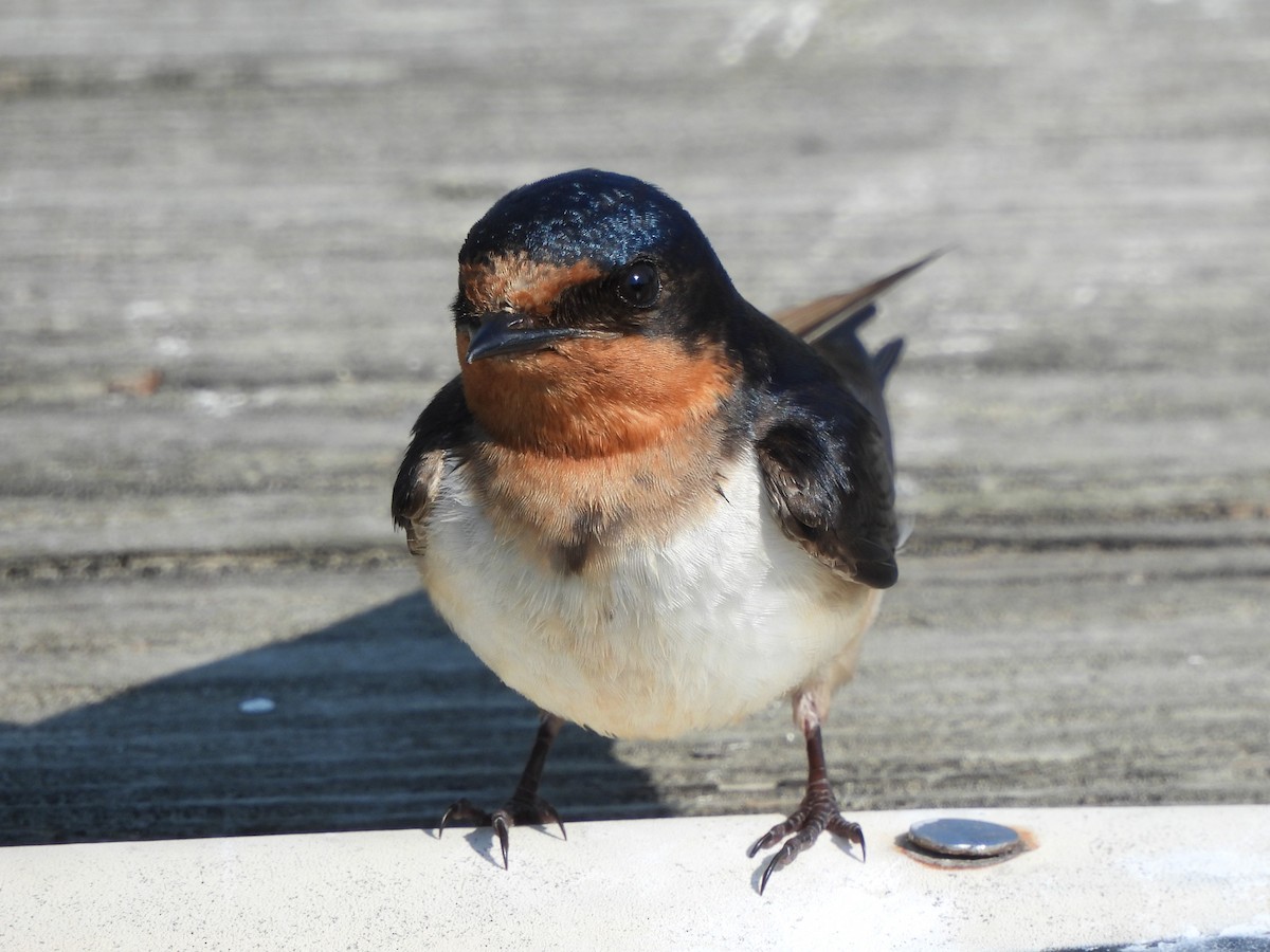 Golondrina Común - ML620614958