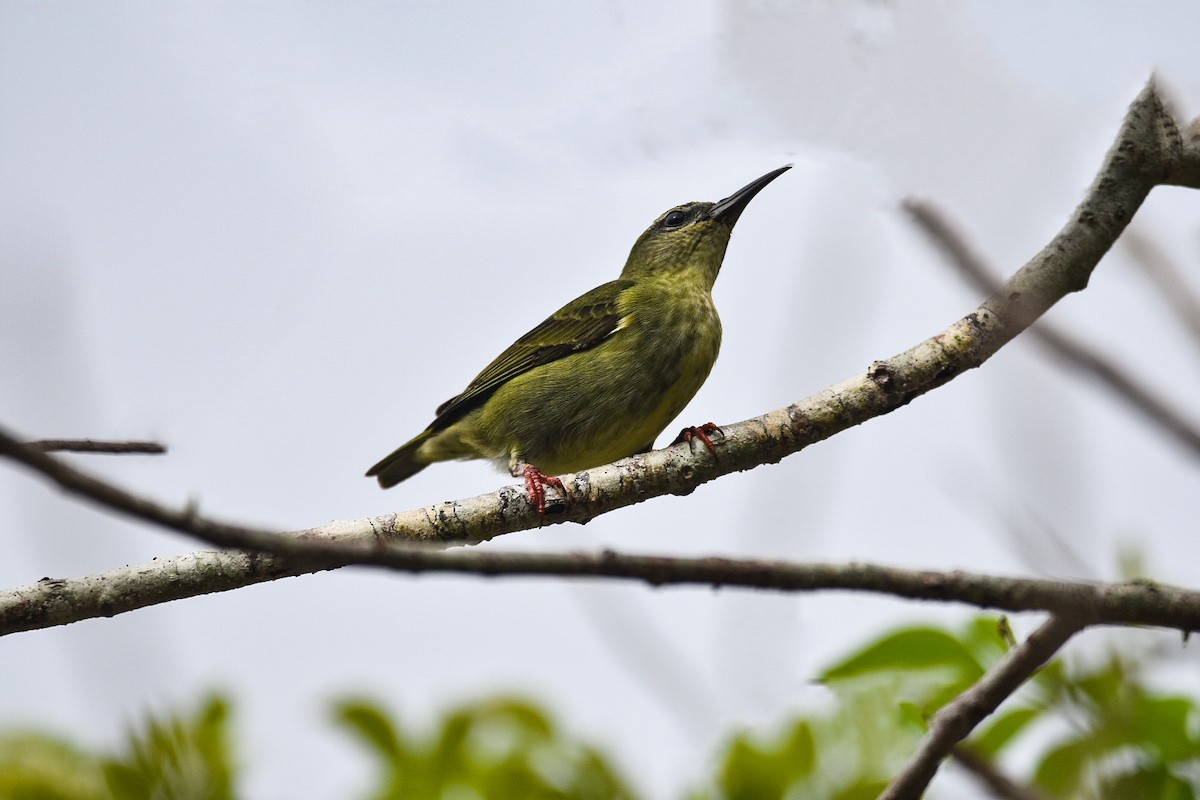 Red-legged Honeycreeper - ML620614959