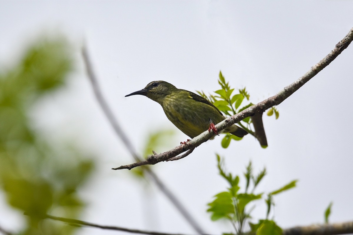 Red-legged Honeycreeper - ML620614960