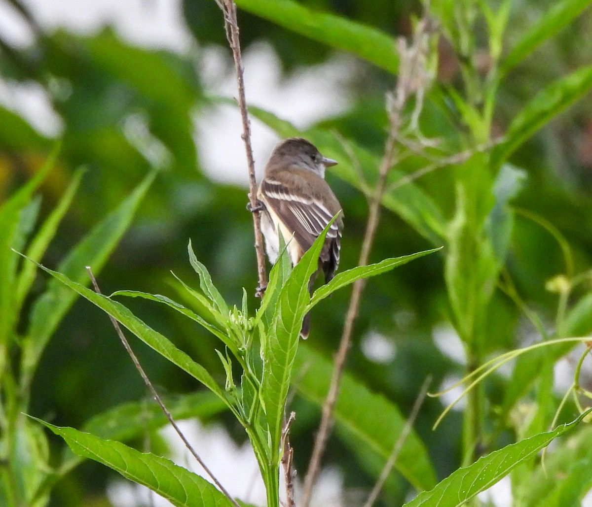 Willow Flycatcher - Susan Brauning