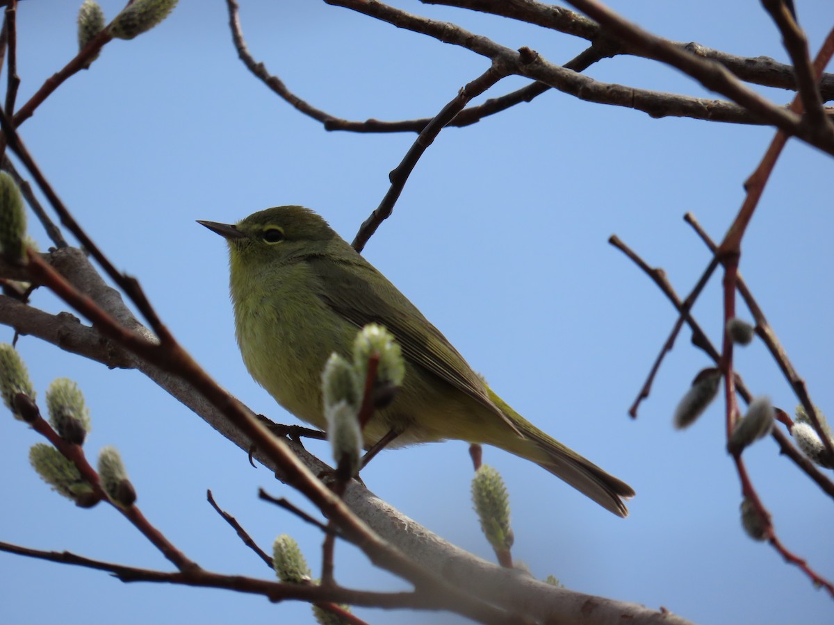 Orange-crowned Warbler - ML620614965