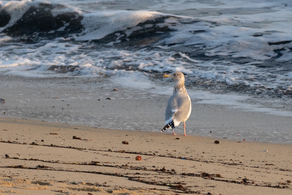 Gaviota Argéntea (vegae) - ML620614967