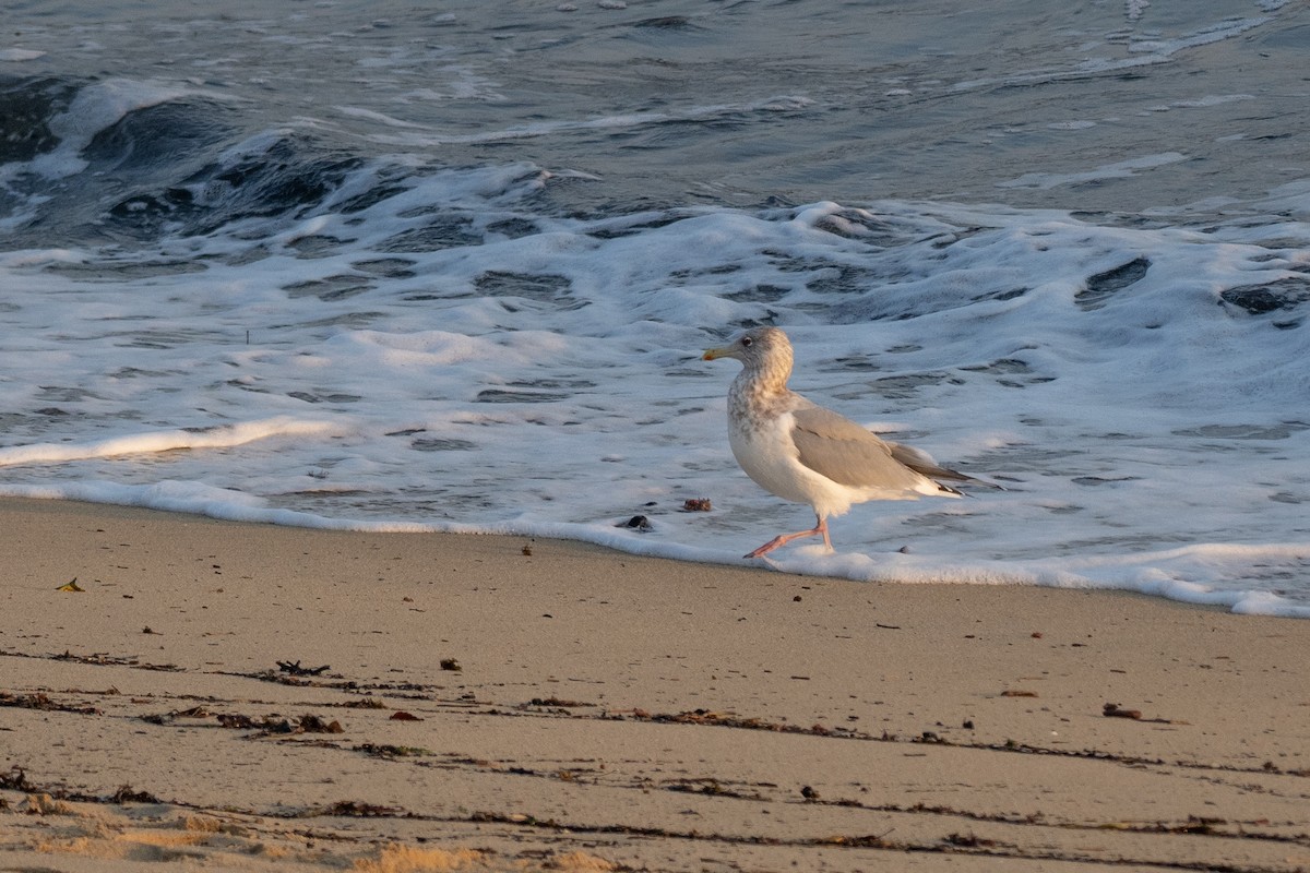 Herring Gull (Vega) - ML620614968