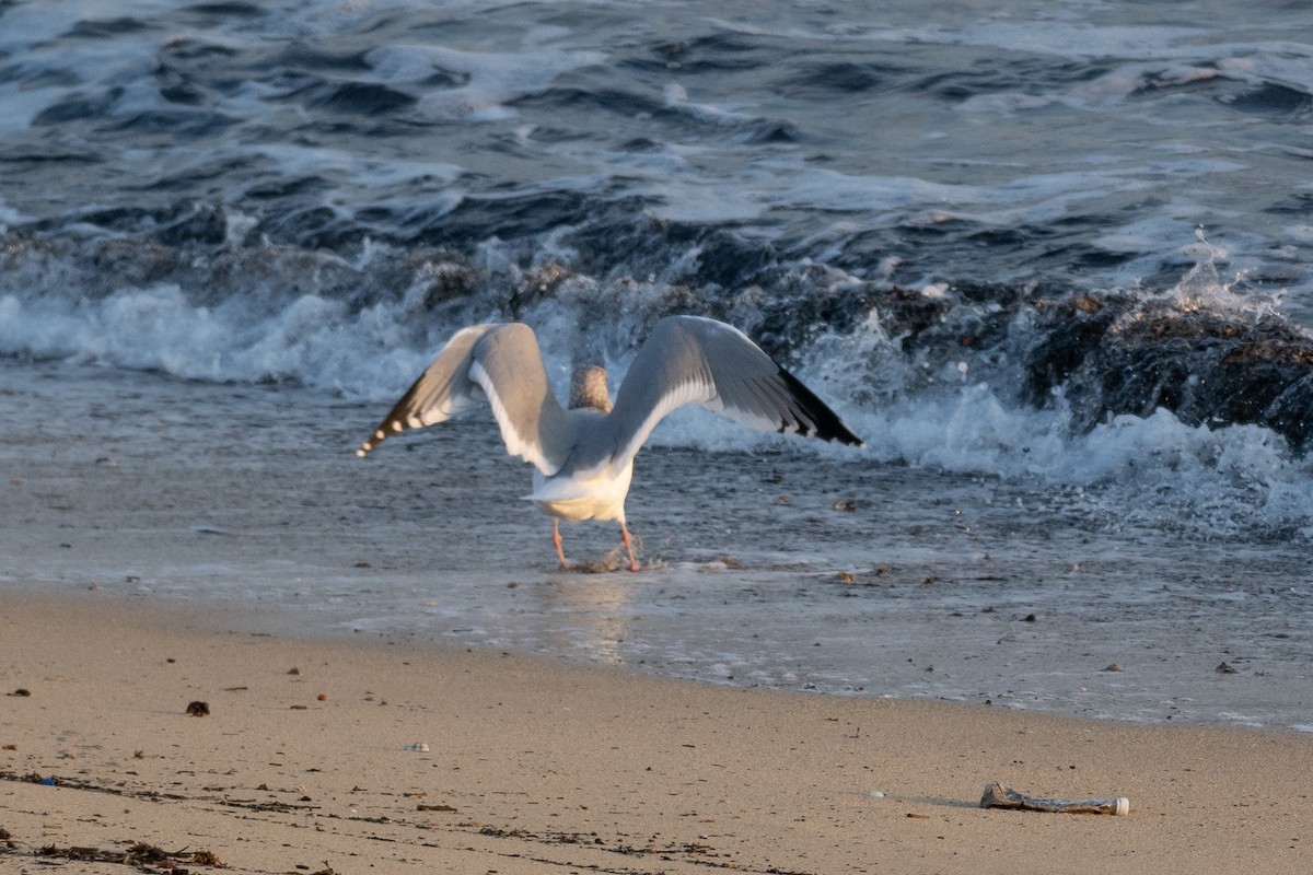 Herring Gull (Vega) - ML620614969