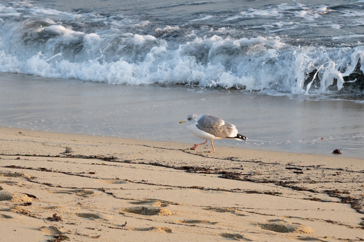 Herring Gull (Vega) - ML620614970