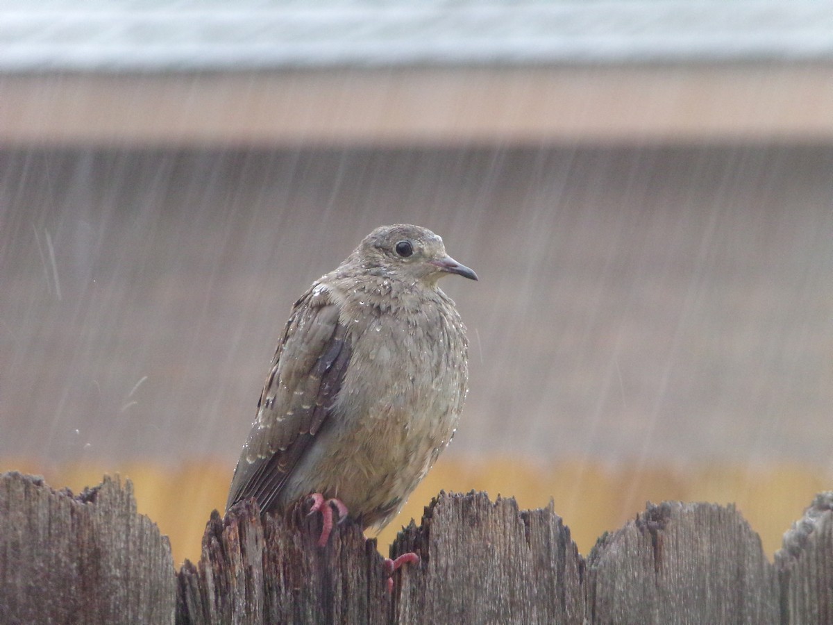 Mourning Dove - ML620614972