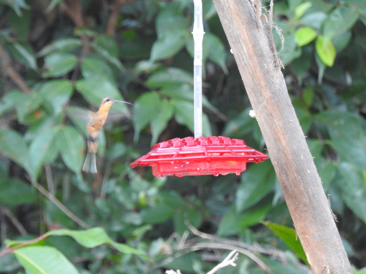 Needle-billed Hermit - ML620614973