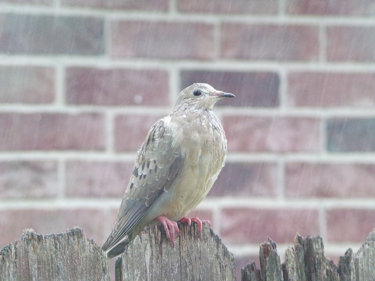 Mourning Dove - ML620614974