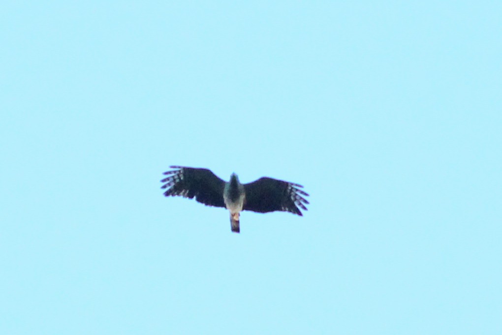 Gray-headed Kite - ML620614975