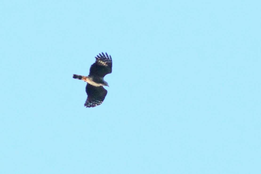 Gray-headed Kite - ML620614976