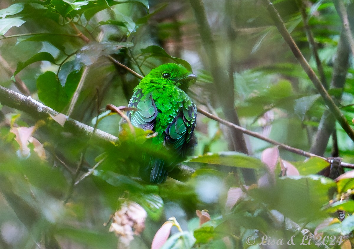 Whitehead's Broadbill - Lisa & Li Li