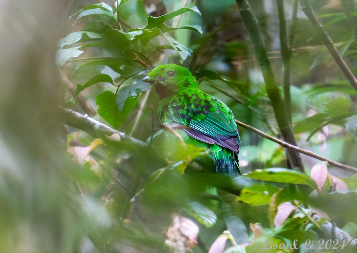 Whitehead's Broadbill - ML620614979