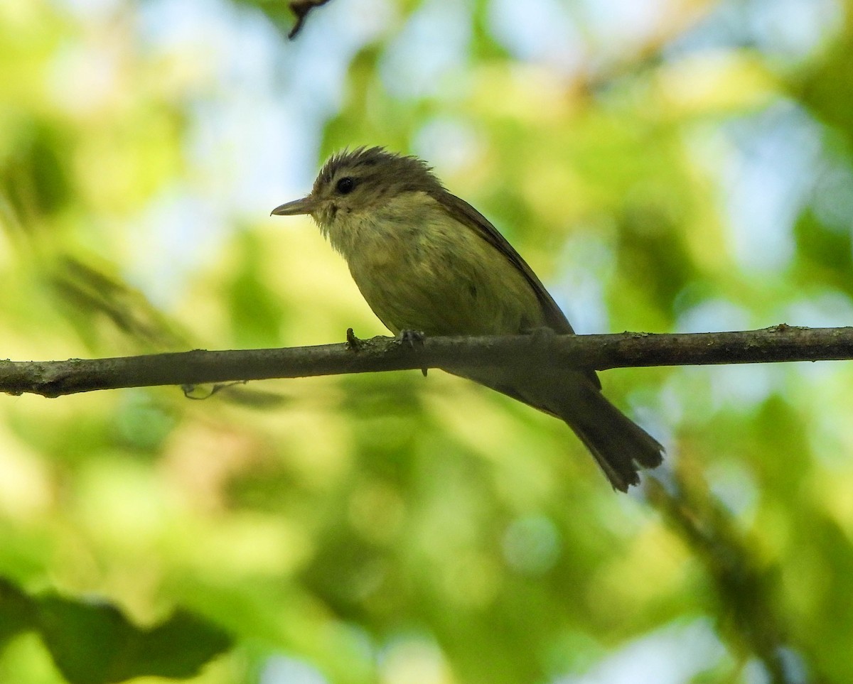 Ötücü Vireo - ML620614980