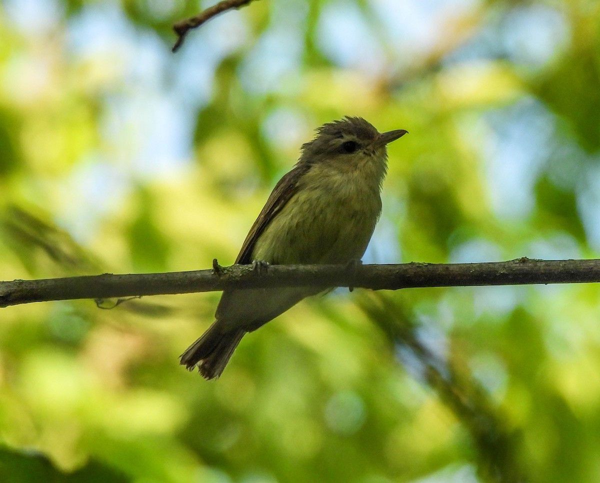 Warbling Vireo - ML620614981