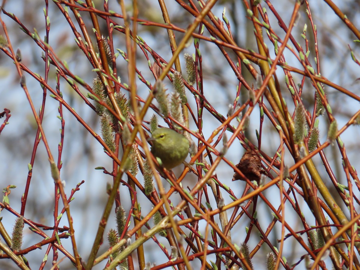 Orange-crowned Warbler - John Greaves