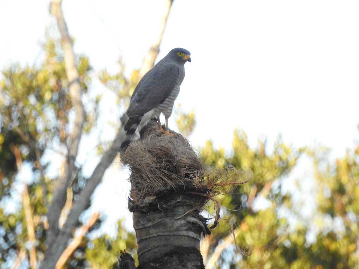 Roadside Hawk - ML620614988