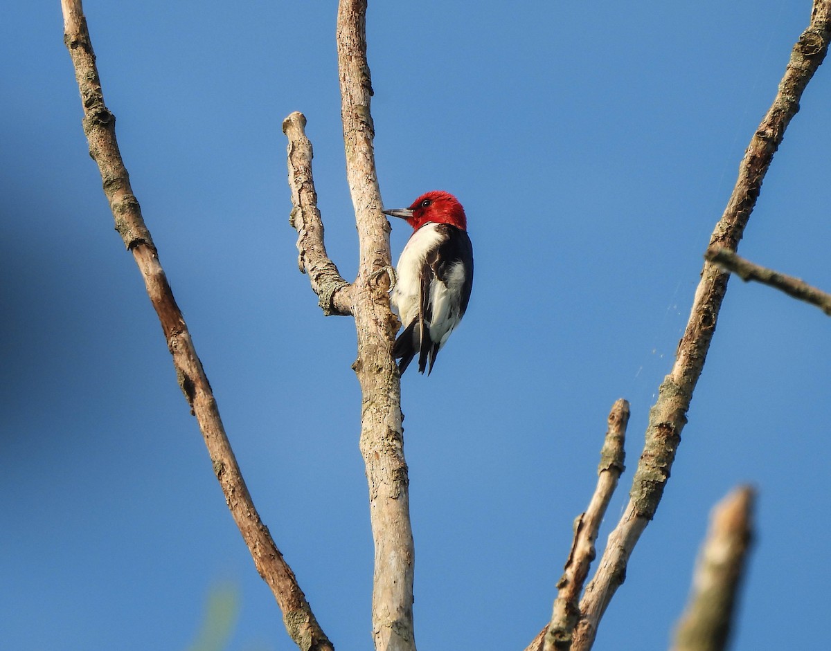 Red-headed Woodpecker - ML620614990