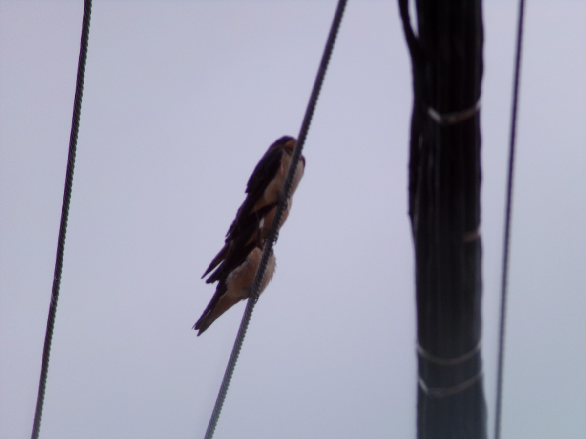 Barn Swallow - ML620614991