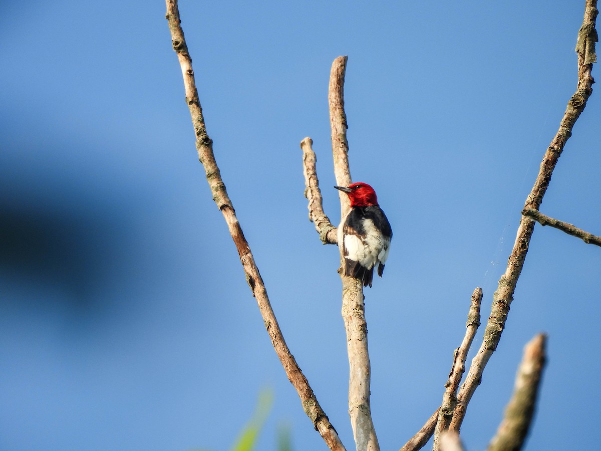 Red-headed Woodpecker - ML620614993