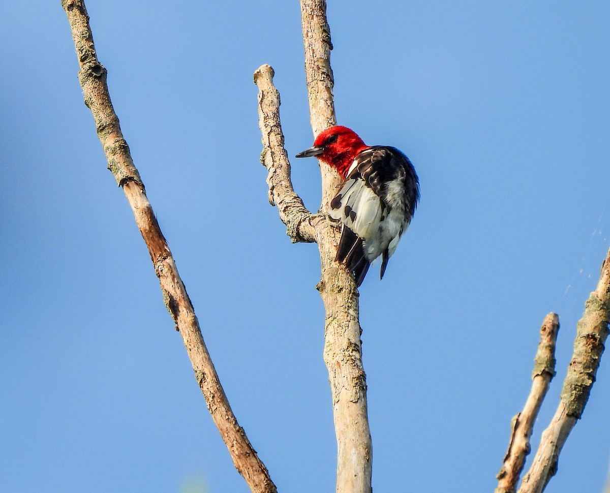 Red-headed Woodpecker - ML620614994