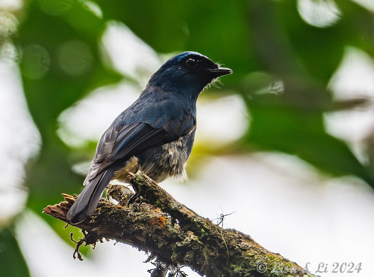 Indigo Flycatcher - ML620614998