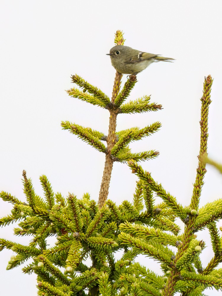 Ruby-crowned Kinglet - ML620614999