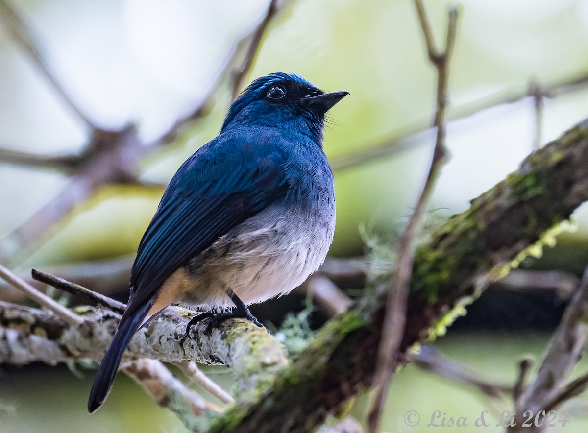 Indigo Flycatcher - ML620615000