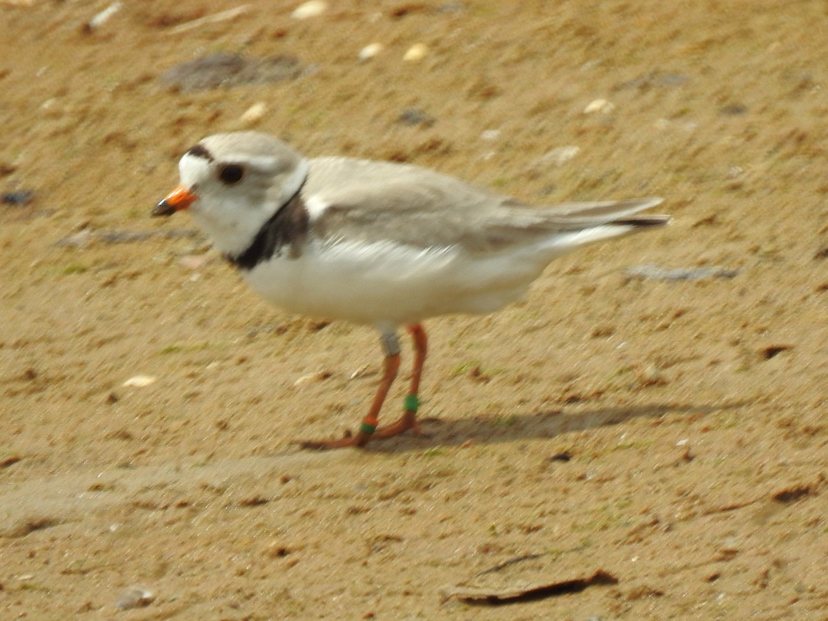 Flötenregenpfeifer - ML620615001