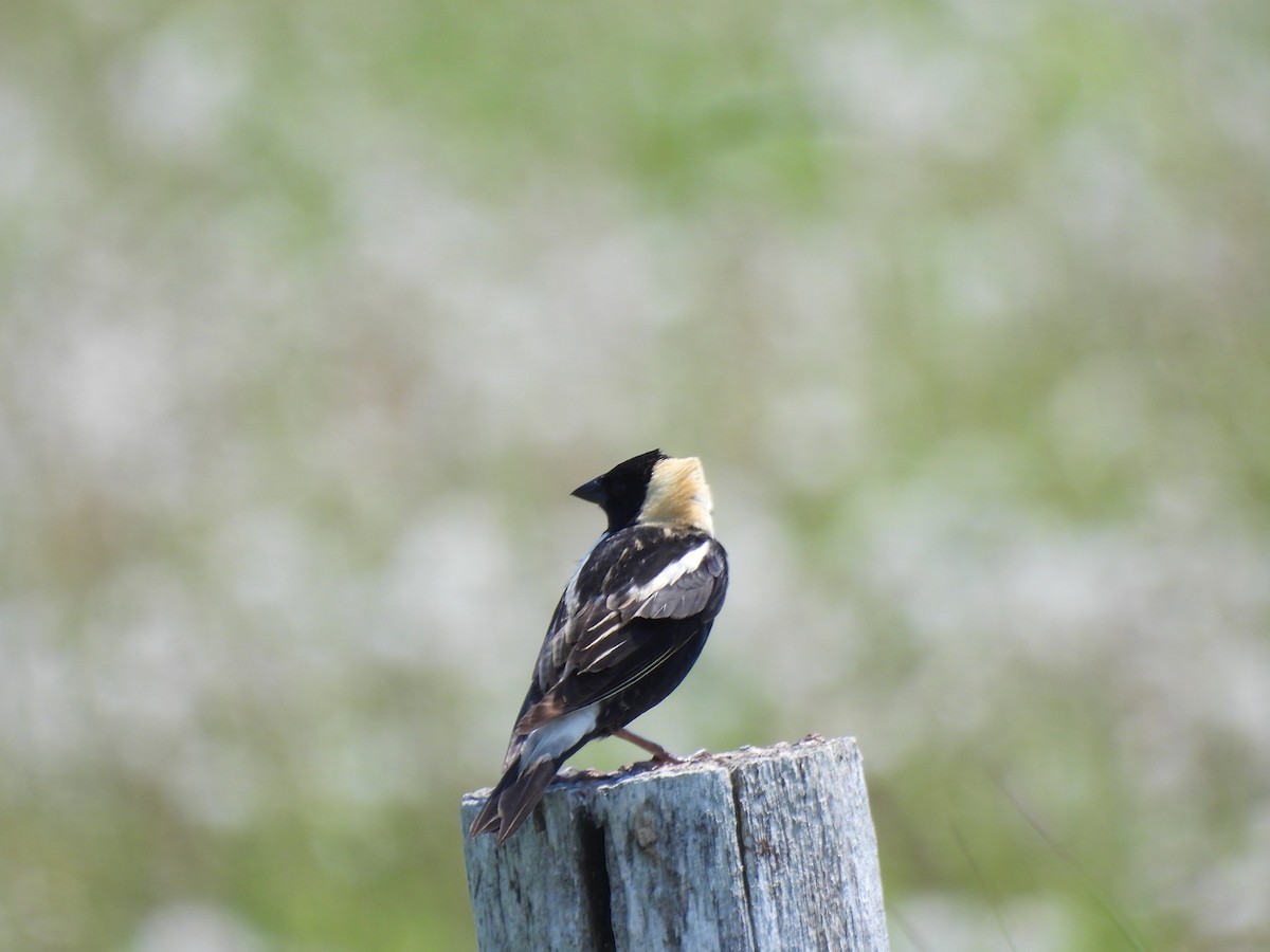 bobolink americký - ML620615002