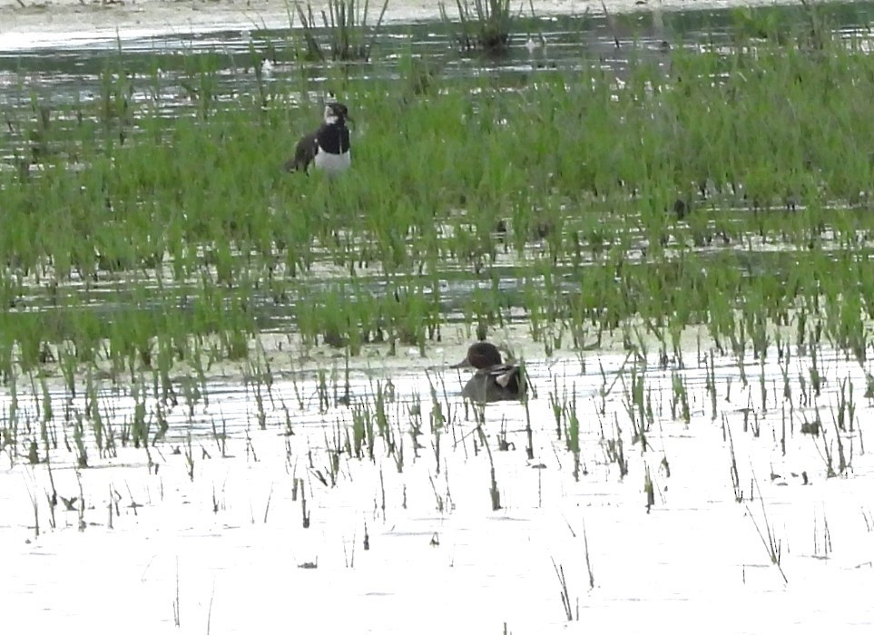 Green-winged Teal - ML620615003