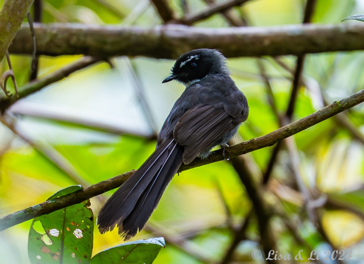 White-throated Fantail - ML620615006