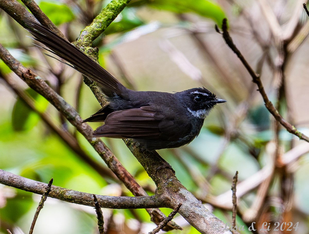 White-throated Fantail - ML620615007