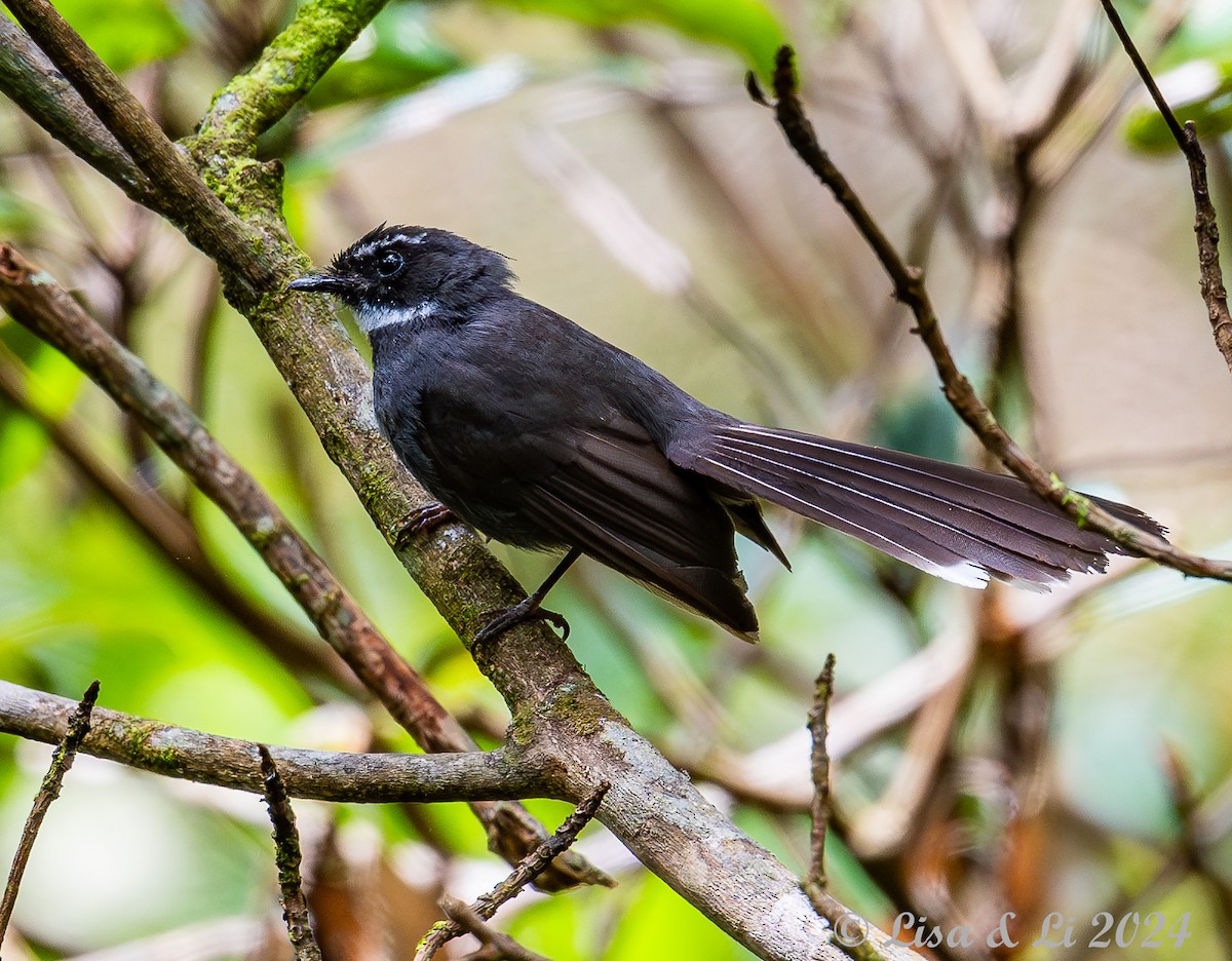 White-throated Fantail - Lisa & Li Li