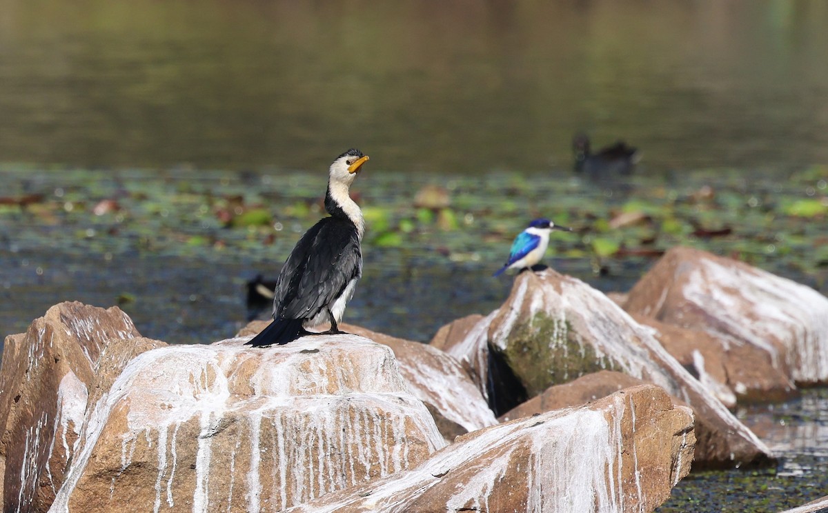 Little Pied Cormorant - ML620615010