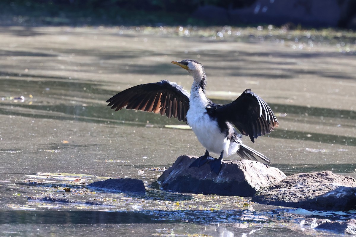 Little Pied Cormorant - ML620615011