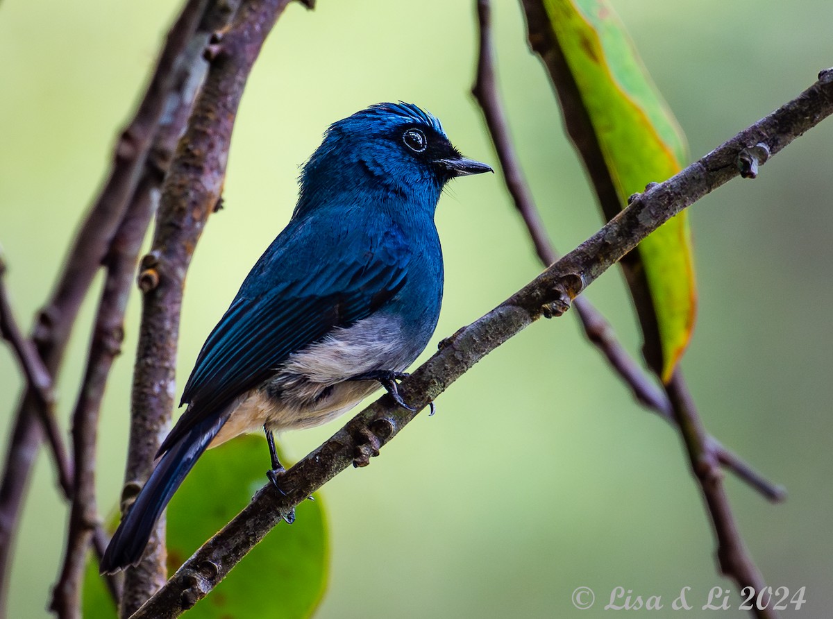 Indigo Flycatcher - ML620615012